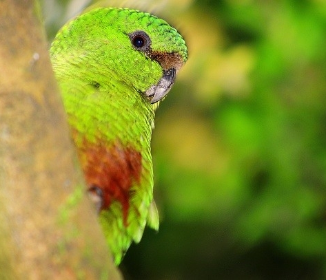 Loro Agencia UNO Todos los Derechos Reservados Chile tiene una de las menores diversidades específicas de fauna y flora silvestres en comparación con el resto de los países sudamericanos. Pero el país sí posee, por sus características de aislamiento terrestre muy parecidos a los de una isla, una condición de muy alto endemismo.