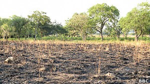 La situación de miles de productores agrícolas paraguayos es desesperada.