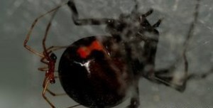 Las arañas viudas negras se comen al macho después del sexo. 