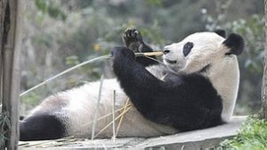 Los pandas hembra ovulan una vez al año.
