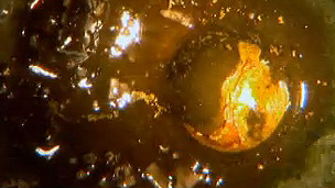 pepita de oro