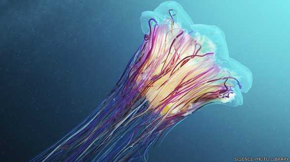 Las medusas que aparecen en las playas hacia fines del verano son otro motivo para no ir.