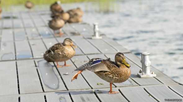 "Irse a caminar alrededor del estanque de patos" puede ser una forma muy elaborada de mandarte a paseo...