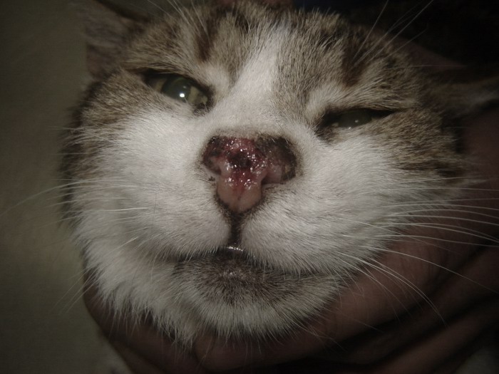 nariz-gato