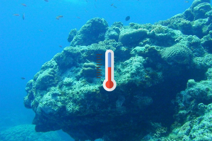 El cambio climático ha destruido más de la mitad del mayor arrecife de coral de Japón