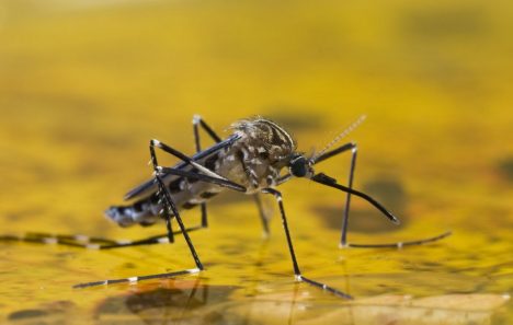 Bióloga Amelina Albornoz: "Un mosquito no es sinónimo de que va a haber dengue"