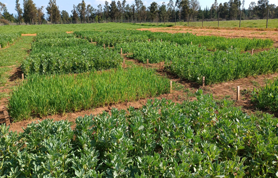 Proyecto explorará sistemas productivos sustentables para potenciar la agroecología