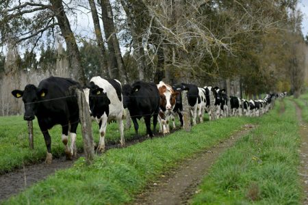 SAG en alerta por detección en EEUU de vacas lecheras positivas a influenza aviar