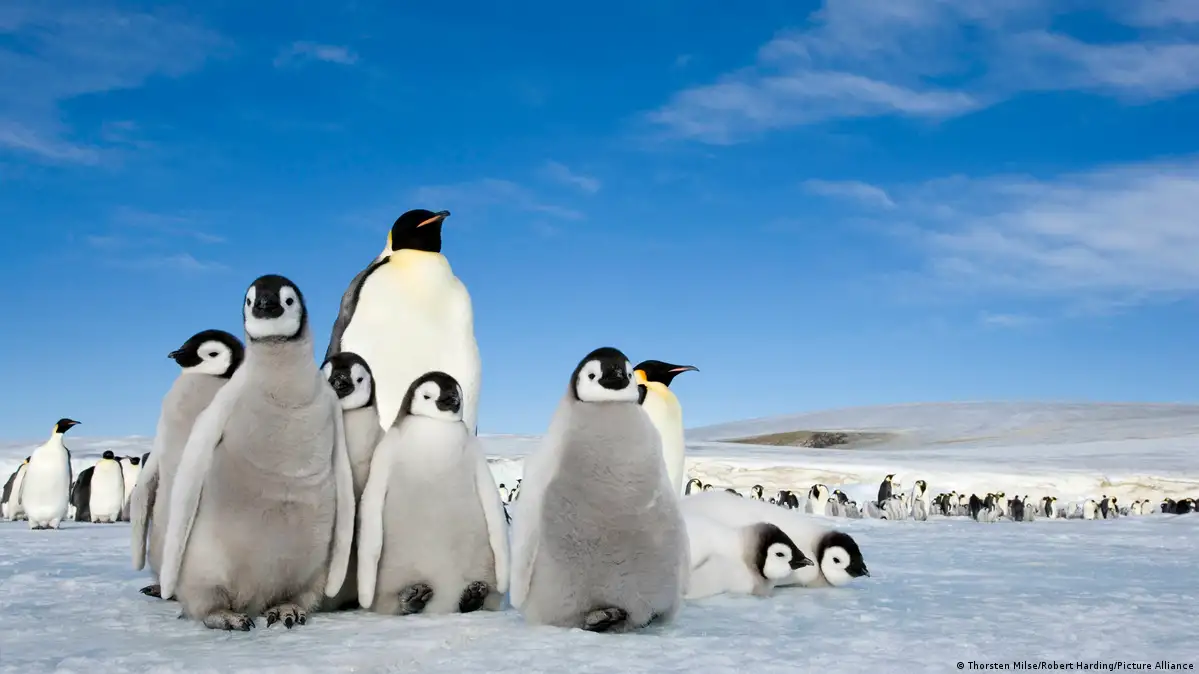 Muerte masiva de crías de pingüino inquieta a científicos