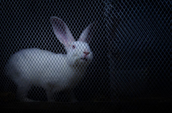 Seis países en el continente han prohibido los experimentos en animales para la industria cosmética