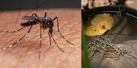 Dengue tras las lluvias: recomendaciones para prevenir la propagación del zancudo Aedes Aegypti