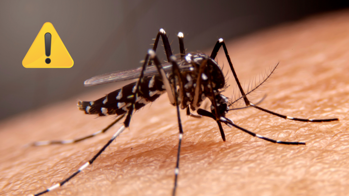 Alerta amarilla en Los Andes por presencia del mosquito transmisor del dengue