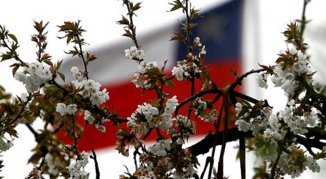 Chile aspira a que un cuarto de la población china coma sus cerezas