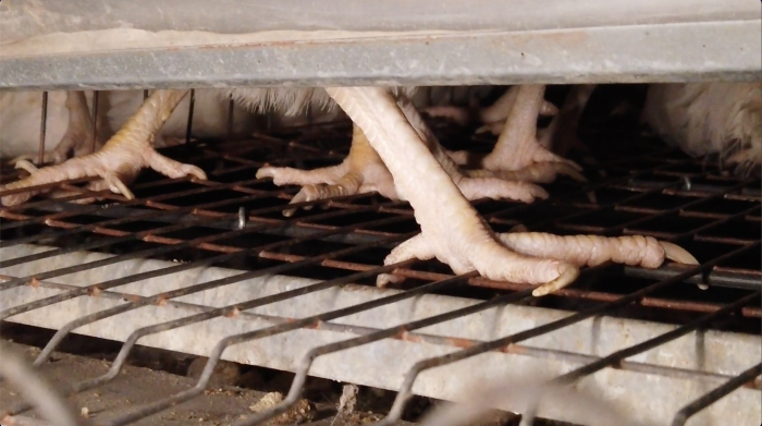 Investigación revela condiciones de crueldad animal en una granja industrial de huevos en el país