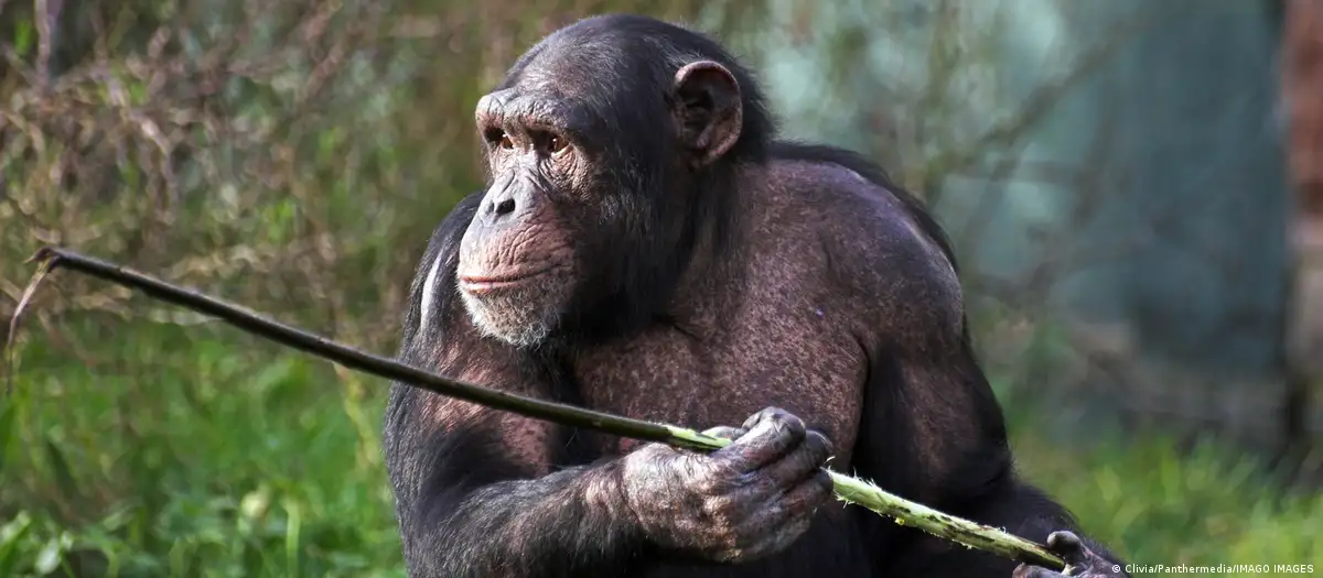 Investigan prolongado desarrollo de habilidades en chimpancés