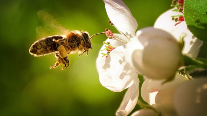Las abejas en Chile: un tesoro natural en peligro
