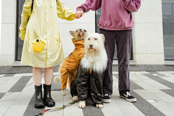 Con la llegada del frío, ¿es bueno abrigar a las mascotas?