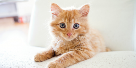 Los gatos: más populares que los perros y con tres días para celebrarlos