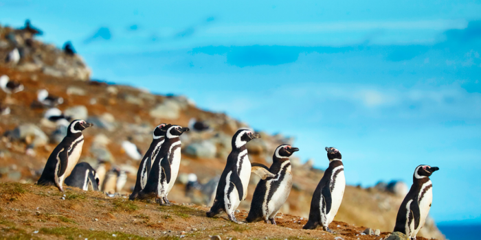 Isla Magdalena: el santuario de pingüinos que transforma la Patagonia chilena en un espectáculo