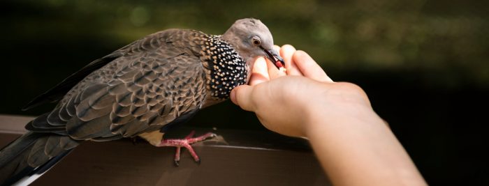 Fauna silvestre y el valor de observar sin intervenir