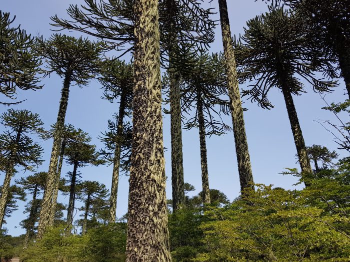 Líquenes del sur de Chile: investigación explora su rol en la propagación de incendios forestales