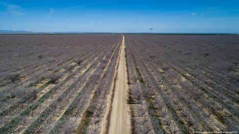 Hileras de pistachos en el Valle Central de California, donde en algunas zonas el suelo se hunde hasta 20 centímetros al año.