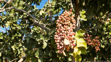 Pistachos madurando en Wasco, California, donde los productores, al igual que los agricultores de Rafsanjan, están bombeando más agua subterránea de la que regresa y viendo cómo sus tierras se hunden.