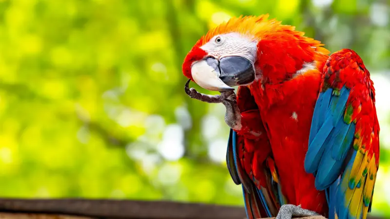 Las guacamayas rojas pasan por un momento difícil gracias a la caza furtiva y a la pérdida de su hábitat natural.