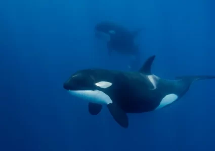 Las orcas viven y cazan en grupos familiares, lo que les da ventaja sobre los solitarios tiburones.