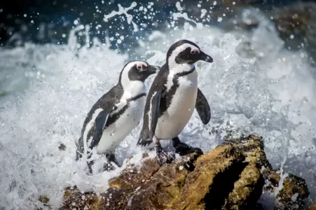 La presión de las orcas a los grandes tiburones blancos tiene consecuencias sobre otras especies, como los pingüinos africanos, expuestos a una mayor depredación.