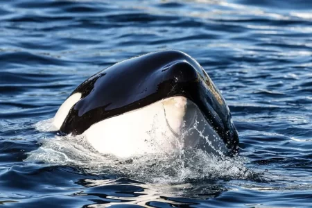 Las orcas y los grandes tiburones blancos ocupan la cúspide de sus respectivas cadenas tróficas.