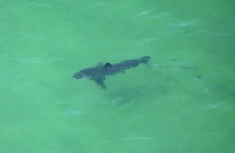 Los ataques de las orcas han provocado cambios drásticos en el comportamiento de los grandes tiburones blancos.