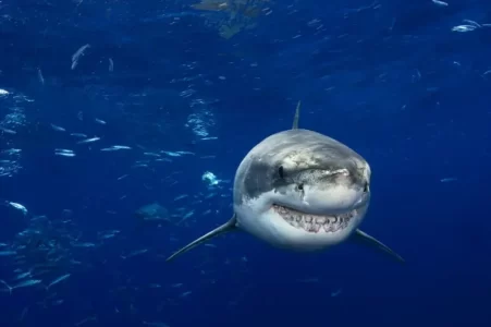 Los científicos creen que los grandes tiburones blancos se alejan de las zonas donde han aparecido orcas.