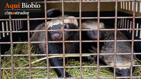 Desconcierto por incautación de animales silvestres a centro de rescate de fauna silvestre