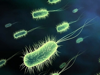 Gusanos con memoria inteligente logran prevenir amenazas de bacterias patógenas