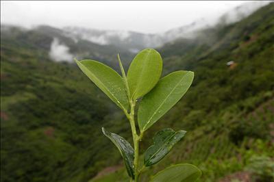 Europeos masticaban coca en el año 1600