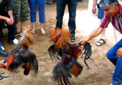 Operativo contra peleas clandestinas de gallos deja 54 detenidos en Arauco