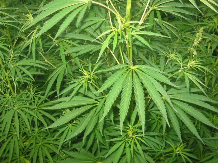 De la buena: 2 mil plantas de marihuana se salvaron de incendio en el Maule