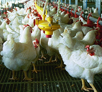 Caso supermercados y pollos: oda a la mala memoria