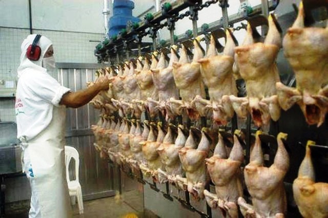 «Carne fraca»: Uno de los frigoríficos investigados exportó carne avícola a Chile