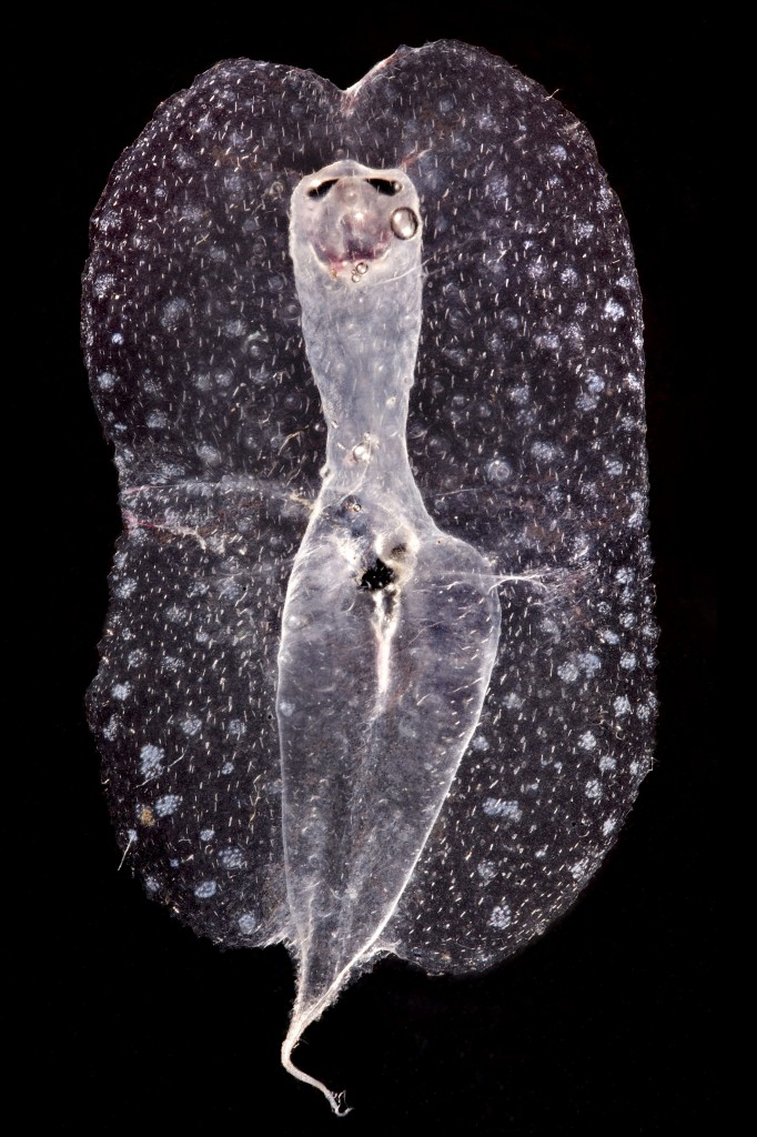 Fotografía del español Joan Costa, ganadora del segundo premio en la categoría "Naturaleza", muestra a un invertebrado en el Océano Pacífico, denominado "Heterópoda".