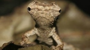 Brookesia desperate es llamada así en referencia a "desesperado"; según los científicos, las especies están desesperadas al perder su hábitat. 