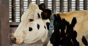 A futuro se espera que el collar pueda detectar si la vaca está enferma o de parto. 