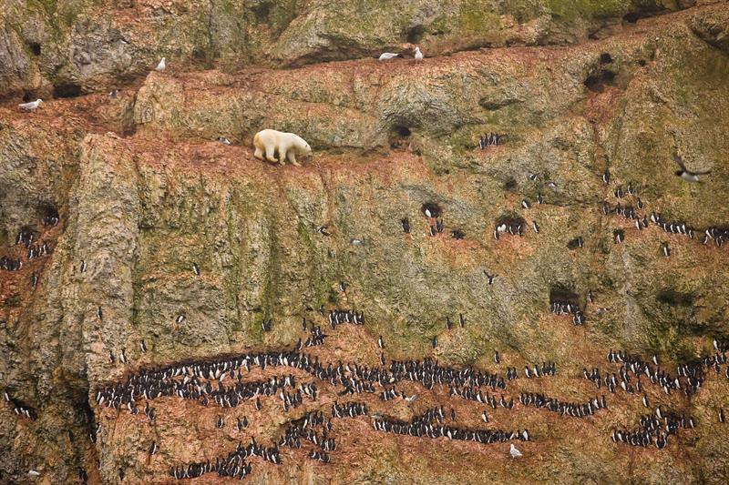 Fotografía de la estadounidense Jenny E. Ross, ganadora del primer premio en la categoría de Naturaleza, muestra un oso polar intentando alimentarse de huevos en Novaya Zemlya, en el Ártico.