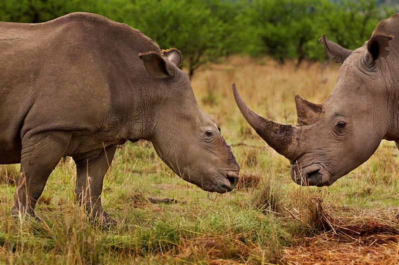 Fotografía del sudafricano Brent Stirton, ganador del primer premio en la categoría de Naturaleza, muestra una rinoceronte hembra que sobrevivió a un ataque de cazadores furtivos que le cercenaron el cuerno con una motosierra, en Natal, Sudáfrica.