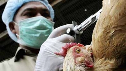 Gripe aviar y humana: una oportunidad para replantear nuestra relación con el ambiente