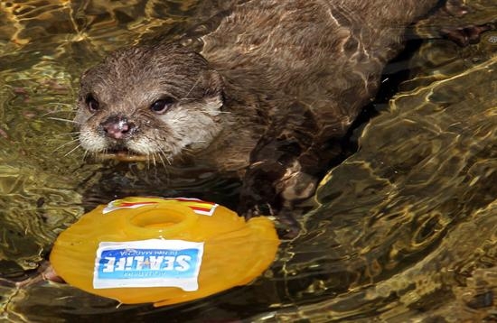 La nutria «Maya» pronostica que España derrotará a Italia y se quedará con el título de la Eurocopa