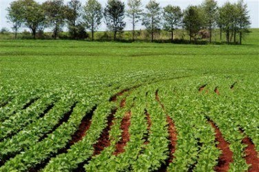 Día Mundial de la Agricultura: un sistema alimentario que riegue más la lechuga y menos el trigo
