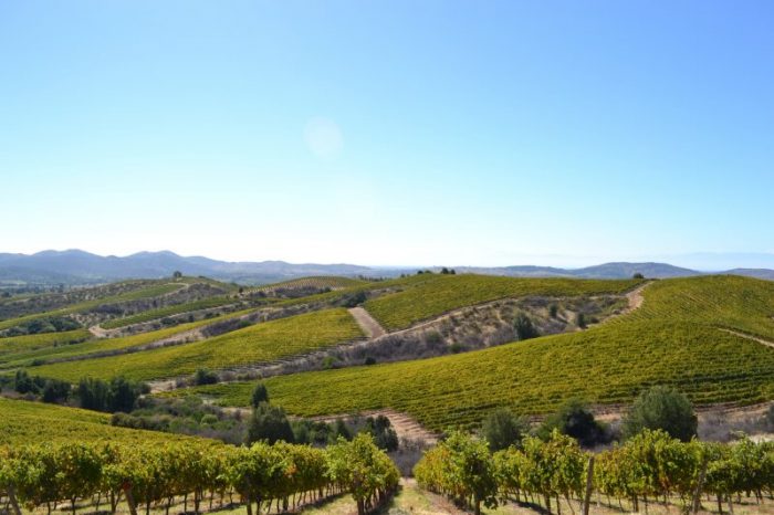 Para salvar al vino chileno de cambio climático, los productores se están yendo al sur