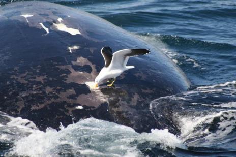 Polémica en Argentina por plan para eliminar gaviotas que ataquen ballenas